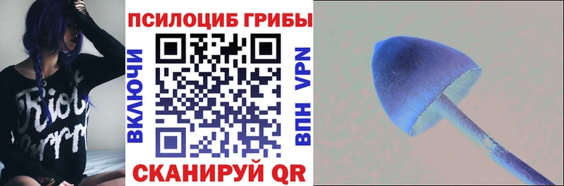 Псилоцибиновые грибы Cubensis  Петровск-Забайкальский 